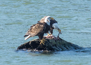 Bald Eagle pair by Paul Brewer