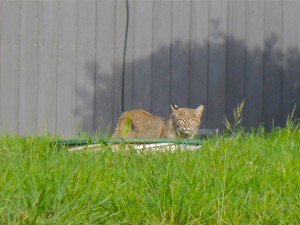 Bobcat by Margaret Lindgren