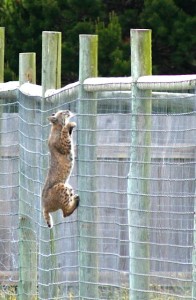 Bobcat climbing the Giraffe fence by Judy Mello