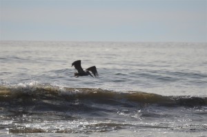 Brown Pelican by Annaka Neth (Large)