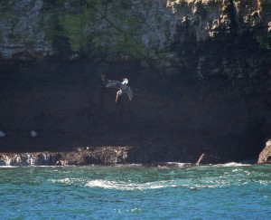 Brown Pelican plunge diving by Peggy Berryhill