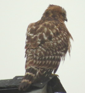 Juvenile Red-Shouldered Hawk in Light Rain by Robert Scarola