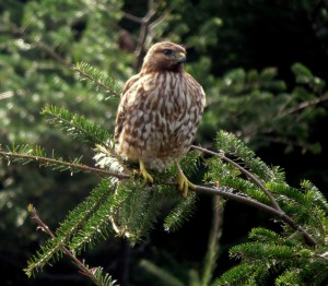 Juvenile Red-shouldered Hawk by Robert Scarola