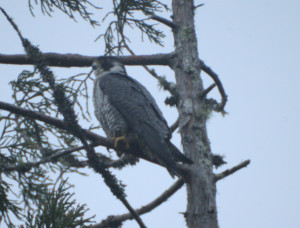 Peregrine Falcon by Zak Rudy