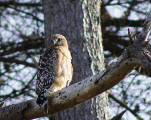 Red-shouldered Hawk by Jim Garlock