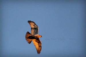 Red-tailed Hawk by Anne Marie Schaefer