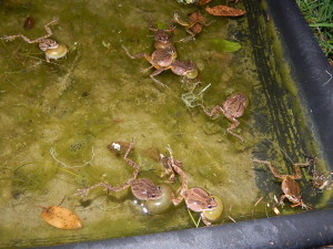 Sierran Treefrogs vocalizing by Peter Baye