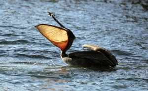 The pouch of a Brown Pelican by Jeff Austin (Large)