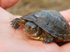 A juvenile Western Pond Turtle by Peter Baye