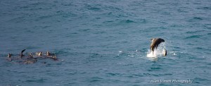 A raft on the left and playful Sea Lions on the right by Allen Vinson