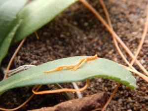 A stem of Dodder inserting itself into Gumplant by Peter Baye