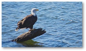 Adult Bald Eagle at the Gualala River by Richard Kuehn