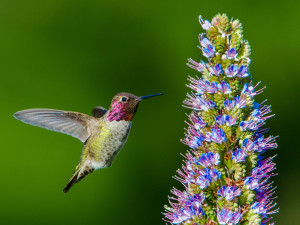 Anna's Hummingbird about to feed by Paul Brewer