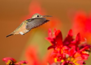 Anna's Hummingbird by Paul Brewer