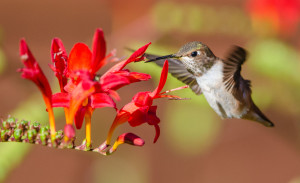 Anna's Hummingbird feeding 2 by Paul Brewer