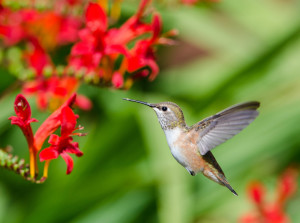 Anna's Hummingbird feeding by Paul Brewer