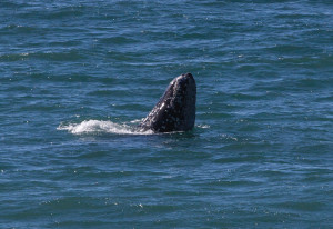 Barnacles cover much of the head of a Gray Whale by Ron Bolander