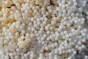 Close-up of Lingcod eggs washed up on the beach by Marilyn Green