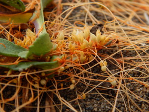 Dodder, a parasitic plant, growing on Gumplant by Peter Baye