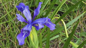 Douglas Iris by Richard Kuehn