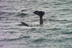 Female Gray Whale trying to avoid amorous males by Craig Tooley