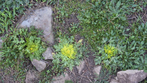 Footsteps-of-Spring by Richard Kuehn