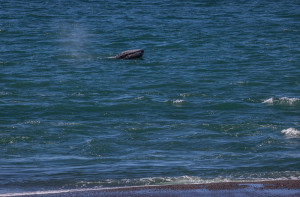 Gray Whale by Ron Bolander