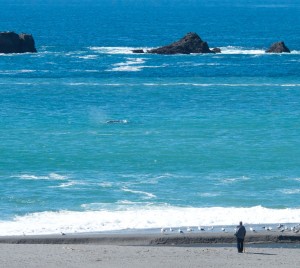 Gray Whale just off the mouth of the Gualala River by Tom Eckles