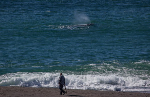 Gray Whale spouts by Ron Bolander