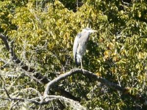 Great Blue Heron along the Gualala River by Karen Tracy