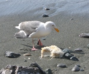 Gull eating Lingcod eggs by Marilyn Green