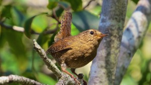 Pacific Wren by Rich Kuehn