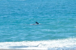 Pectoral fin of a Gray Whale by Tom Eckles