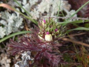 Rare dune variety of Purple Owl's-clover, Castilleja exserta latifolia, by Peter Baye