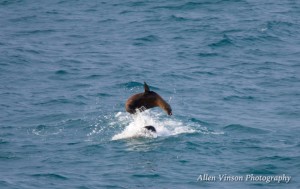 Sea Lions playing 2 by Allen Vinson