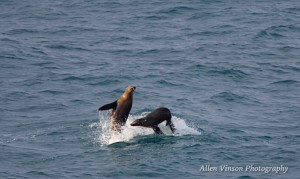 Sea Lions playing by Allen Vinson