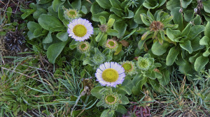 Seaside Daisies by Richard Kuehn