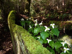 Trillium heaven by Jon Raymond (Large)