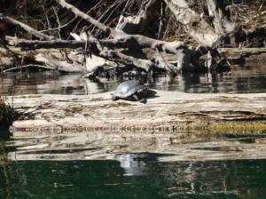 Western Pond Turtle in the Gualala River by Karen Tracy