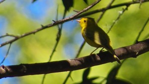 Wilson's Warbler by Richard Kuehn