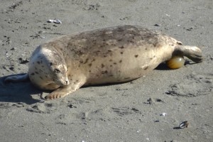 A Harbor Seal pup being born by Barbara Thrush