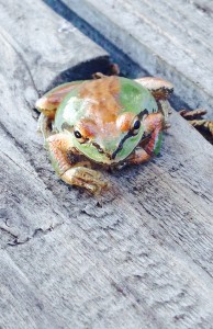 A Sierran Tree Frog changing color by Richard Kuehn