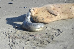 A newborn Harbor Seal pup bonding with its mother by Barbara Thrush