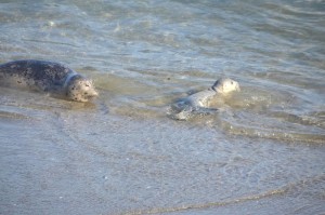 A newborn Harbor Seal pup in the water by Barbara Thrush