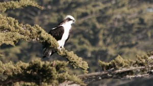 An Osprey rests by Peter Cracknell