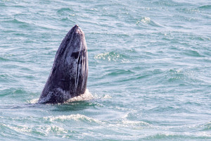 Breaching Gray Whale calf 1 by Paul Brewer