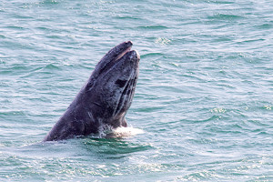 Breaching Gray Whale calf 2 by Paul Brewer