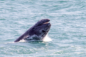 Breaching Gray Whale calf 3 by Paul Brewer