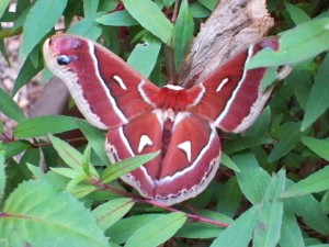 Ceanothus Moth by Willie Brown