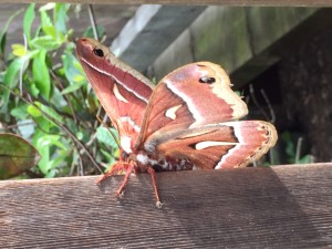 Ceanothus Silkmoth by Frances Anderson